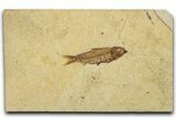 Detailed Fossil Fish (Knightia) - Wyoming #330798-1